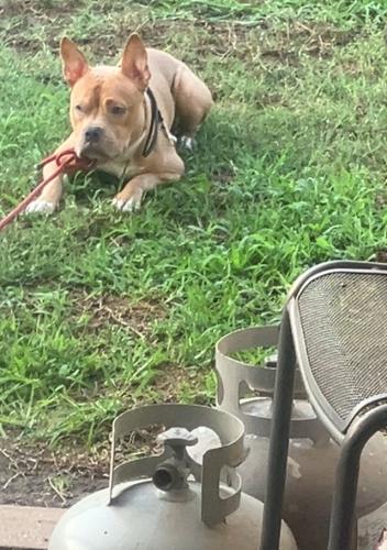 Lost Male Dog last seen Greenspoint , Houston, TX 77073