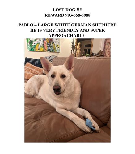 Lost Male Dog last seen Walnut hill lane and crestline , Dallas, TX 75230