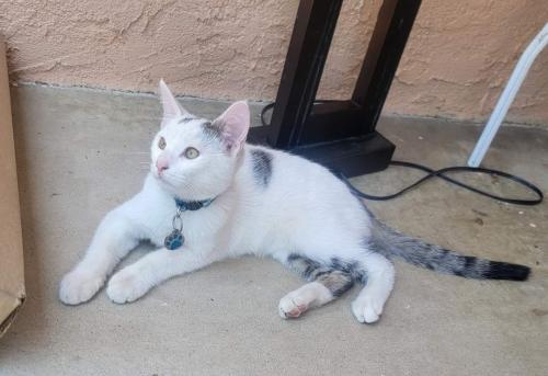 Lost Male Cat last seen Saloma Ave. And Stassen St., Los Angeles, CA 91343