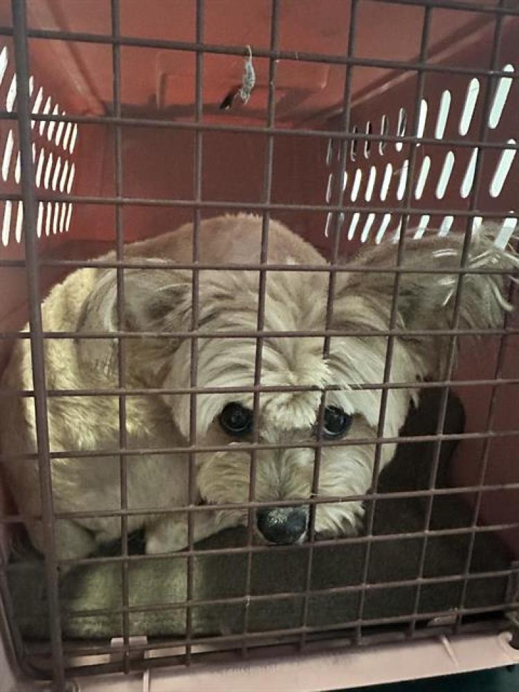 Shelter Stray Female Dog last seen 18TH ST & ANOKA AVE, Sacramento, CA 95818
