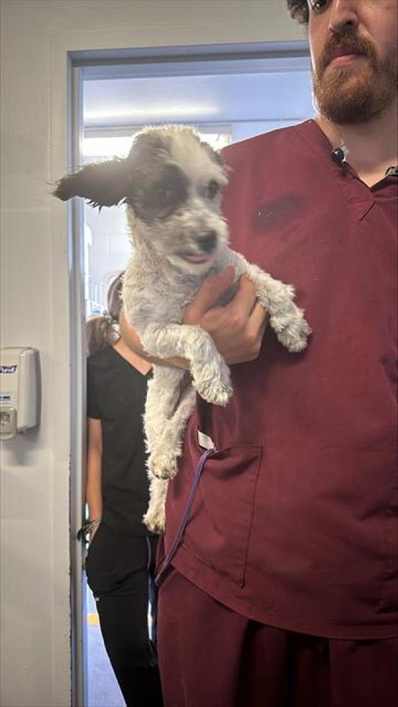 Shelter Stray Male Dog last seen 18TH ST & ANOKA AVE, Sacramento, CA 95818