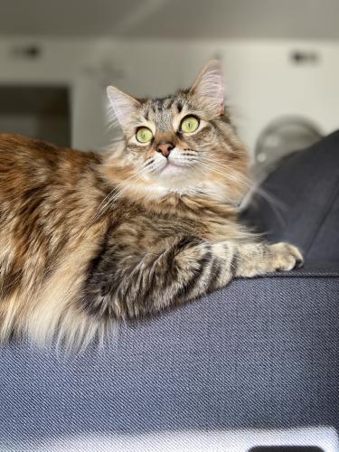 Lost Female Cat last seen Sabre springs, California , San Diego, CA 92128