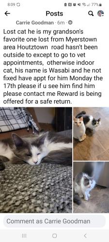 Lost Male Cat last seen Near Houtztown Road , Myerstown, PA 17067