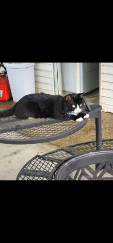 Lost Male Cat last seen Daystar Ln, Knox County, TN 37918