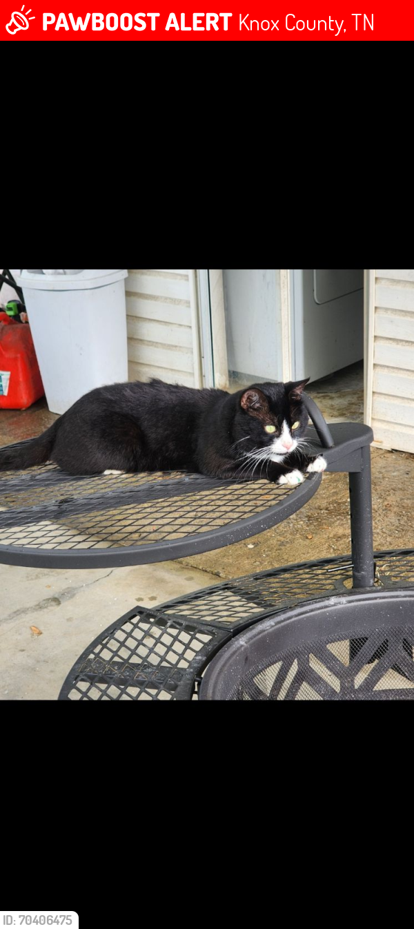 Lost Male Cat last seen Daystar Ln, Knox County, TN 37918