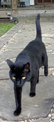 Lost Male Cat last seen Granby Ave Scottdale, GA, Scottdale, GA 30079