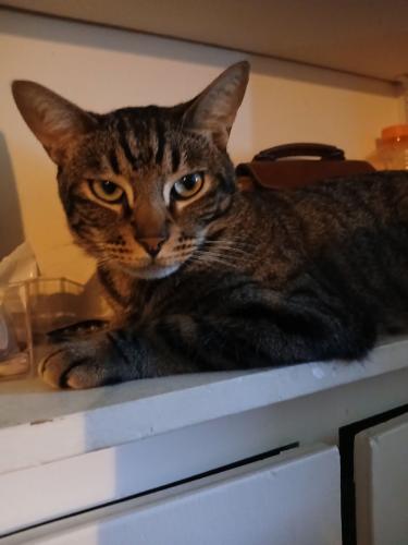 Lost Male Cat last seen 36th St & Meade Ave, San Diego, CA 92116
