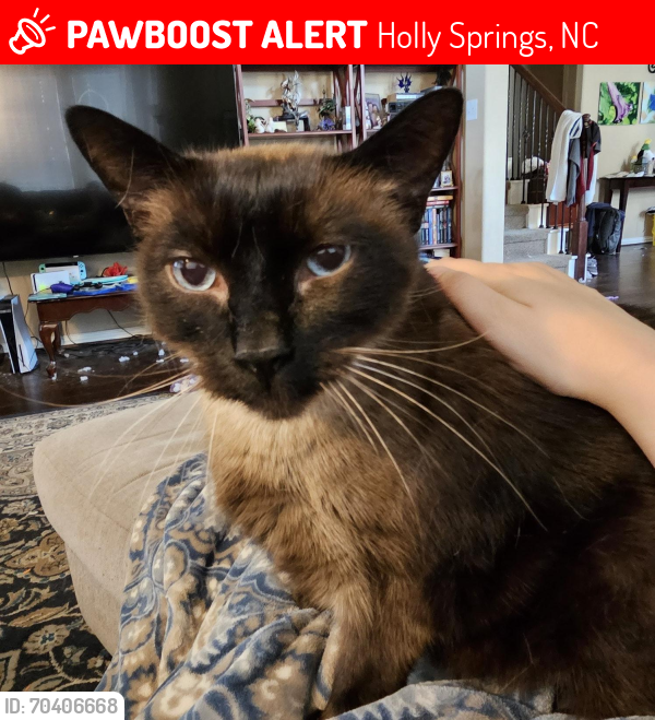 Lost Male Cat last seen Sunset Fairways Dr., Holly Springs, NC 27540