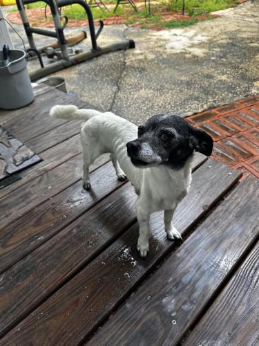 Lost Female Dog last seen Pepperbush Dr and Buttonwood, Fort Worth, TX 76137
