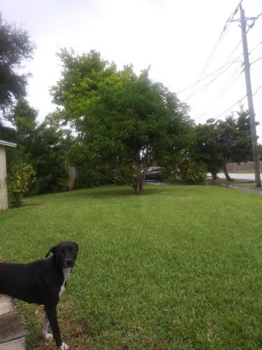 Lost Female Dog last seen Neighborhood near park, Sunrise, FL 33313