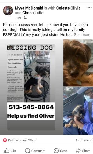 Lost Male Dog last seen Winc Ave and Findlay street, Cincinnati, OH 45214