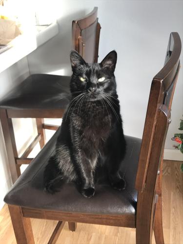 Lost Male Cat last seen 53rd Ave S & Wabash Ave S, Seattle, WA 98118