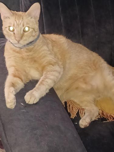 Lost Male Cat last seen Golden Given rd., Tacoma, WA 98404