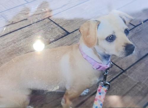 Lost Female Dog last seen Bridge St and Cesar Chavez Boyle Heights , Los Angeles, CA 90033