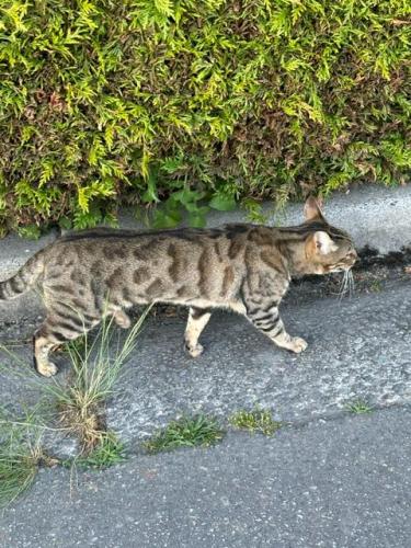 Lost Female Cat last seen near Westwind Elementary, Richmond, BC V7E