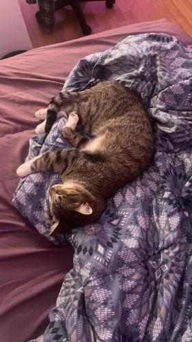 Lost Male Cat last seen tenthline and britannia rd, Mississauga, ON 