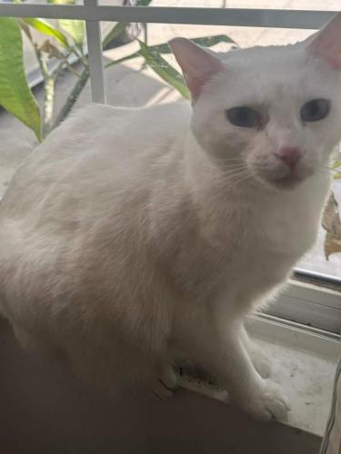 Lost Male Cat last seen Not sure. Could be anywhere in the San Fernando Valley , Los Angeles, CA 91606