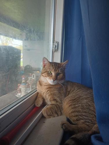 Lost Male Cat last seen Near oxford state road, Middletown, OH 45044