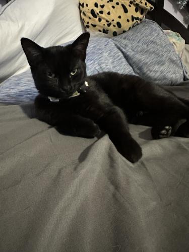 Lost Female Cat last seen thorngrove pike, Knoxville, TN 37914