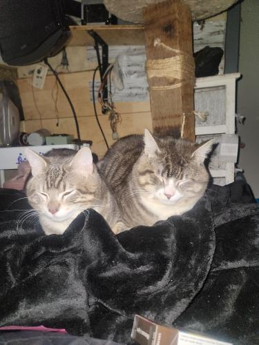 Lost Male Cat last seen Willard and spurs , Burnaby, BC V3N 2X3