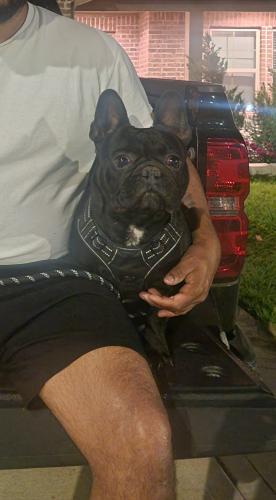 Lost Male Dog last seen Baker rd and decker 330 spur, Baytown, TX 77520