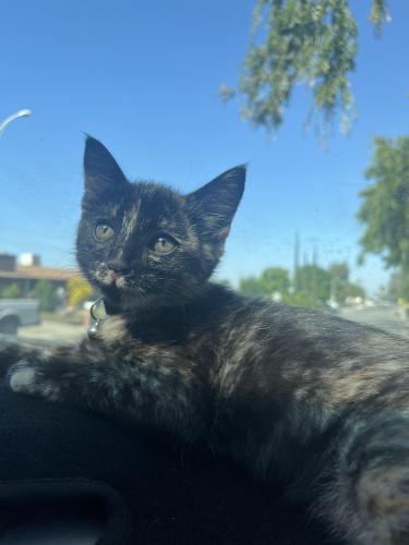 Lost Female Cat last seen Siemon park 93306, Bakersfield, CA 93306