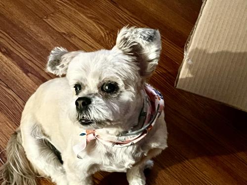 Lost Female Dog last seen Lee rd ohio, Maple Heights, OH 44137