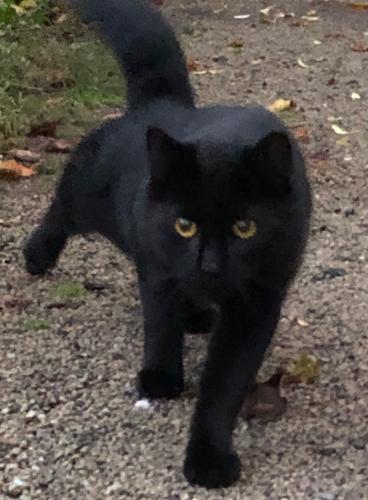 Lost Female Cat last seen Middlefield, Middlefield, CT 06455