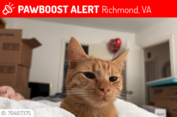 Lost Male Cat last seen west cary street , Richmond, VA 23219