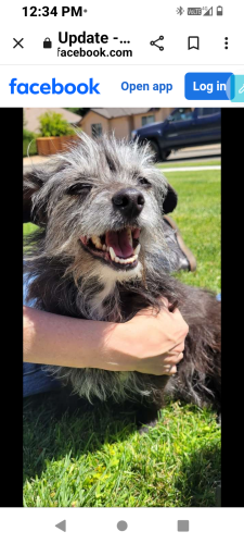 Lost Male Dog last seen Brawley and figharden, Fresno, CA 93721