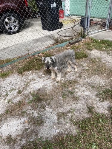 Lost Male Dog last seen Summers Creek division, Merritt Island, FL 32952