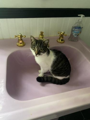 Lost Female Cat last seen Mildred Parkway.  Bonniecrest neighborhood of New Rochelle, New Rochelle, NY 10804