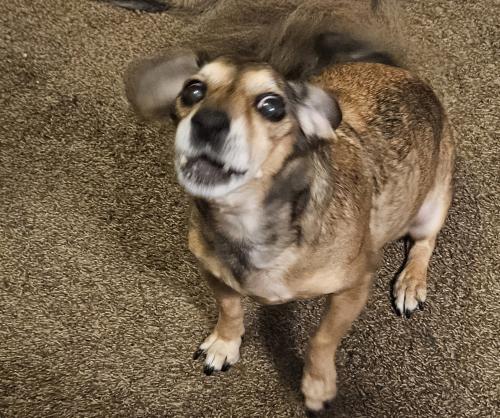 Lost Female Dog last seen FM306 and Deer River Dr , Spring Branch, TX 78070