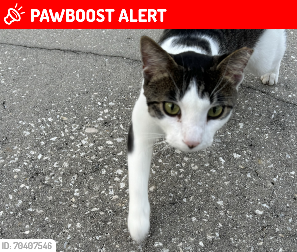 Lost Male Cat last seen Pine Street and A1A, Indian Harbour Beach, FL 32937