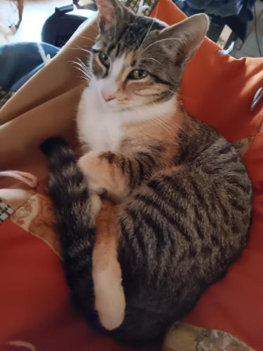 Lost Female Cat last seen 5th Ave and N Hine St, Athens, AL 35611