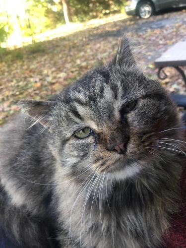 Lost Male Cat last seen 62nd and Keystone Ave, Indianapolis, IN 46220
