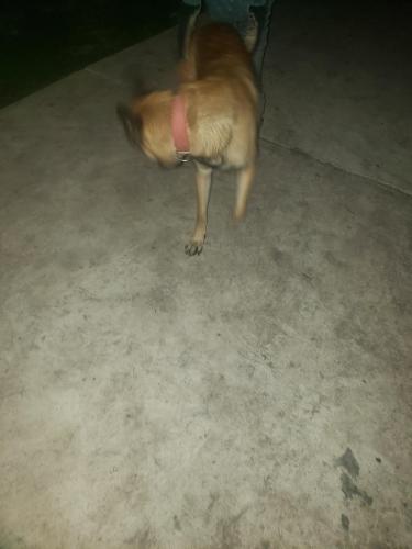Lost Male Dog last seen Culebra/1604, San Antonio, TX 78251