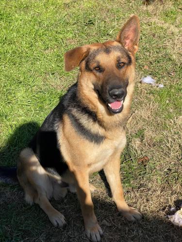 Lost Male Dog last seen La Prada and Northwest Hwy, Garland, TX 75043