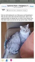 Lost Female Cat last seen McClintock and Guadalupe , Tempe, AZ 85283