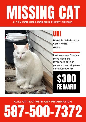 Lost Male Cat last seen Citation Dr. and Garden City Rd., Richmond, BC V6Y 3A3