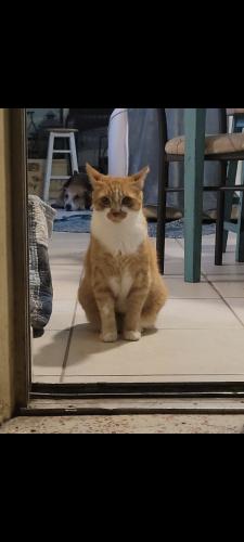 Lost Male Cat last seen Sunshine street, Port St. Lucie, FL 34952