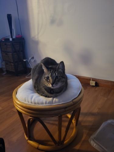 Lost Male Cat last seen Kathleen Dr and W 130th St, Brook Park, OH 44142