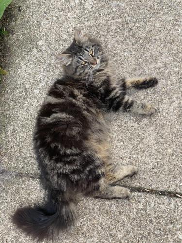 Lost Female Cat last seen Pontiac St/Carlisle, by Cremeans Park, Columbus, OH 43224