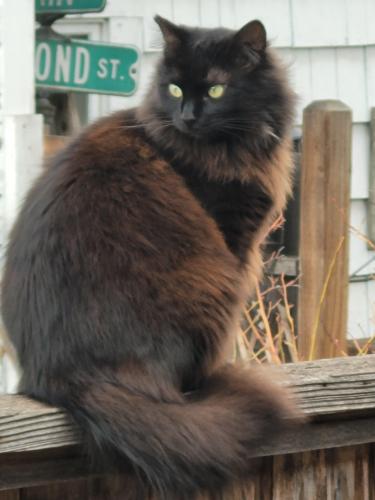 Lost Male Cat last seen Mcandrews and sweet road, Medford, OR 97501