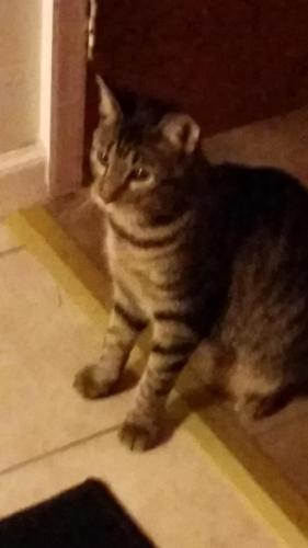 Lost Male Cat last seen Route 44, Pleasant Valley, NY 12569