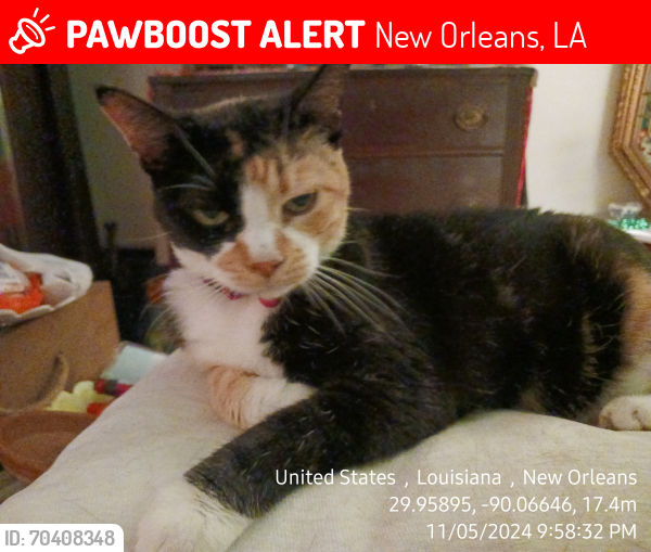 Lost Female Cat last seen Between Toulouse and St Peter.  , New Orleans, LA 70112