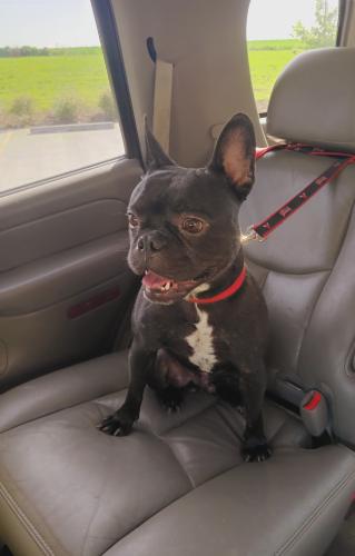 Lost Male Dog last seen Hwy 247 and Holiday dam Rd, Greenville County, SC 29669