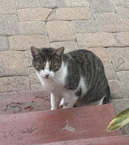 Lost Male Cat last seen Grand Ave & Wilton Pl, Riverside, CA 92504