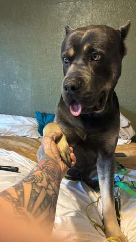 Lost Male Dog last seen Fresno and shields , Fresno, CA 93721
