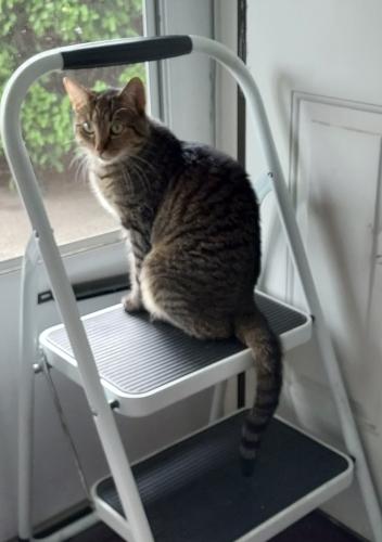 Lost Female Cat last seen Banks and Walnut , Painesville, OH 44077